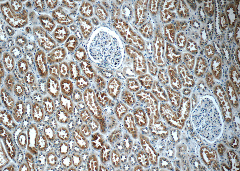 Immunohistochemistry of paraffin-embedded human kidney tissue slide using Catalog No:111827(IQSEC2 Antibody) at dilution of 1:50 (under 10x lens)