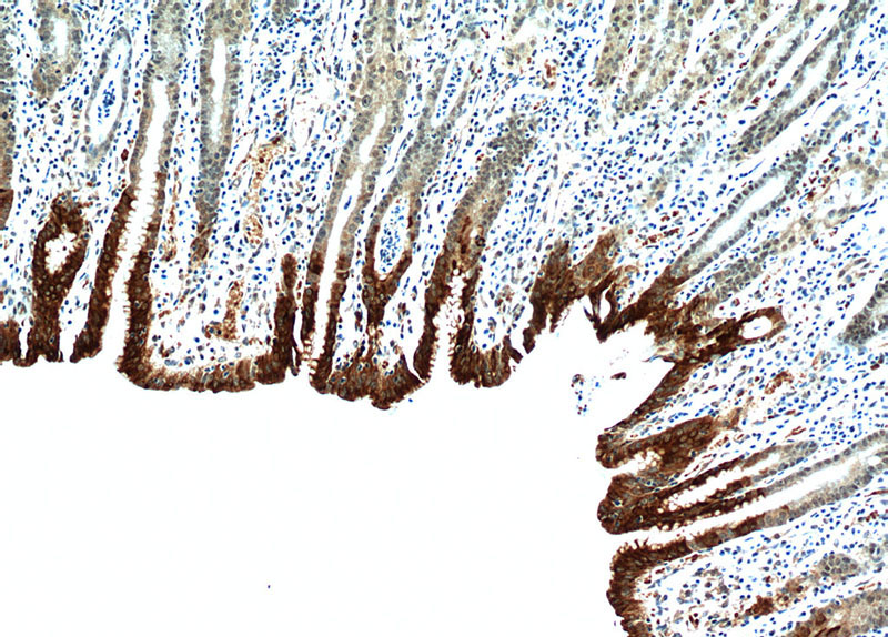 Immunohistochemical of paraffin-embedded human stomach using Catalog No:110877(GKN1 antibody) at dilution of 1:100 (under 10x lens)