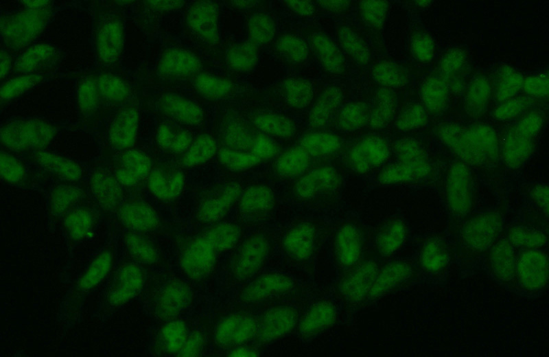 Immunofluorescent analysis of (10% Formaldehyde) fixed HEK-293 cells using Catalog No:111279(HCFC1 Antibody) at dilution of 1:50 and Alexa Fluor 488-congugated AffiniPure Goat Anti-Rabbit IgG(H+L)