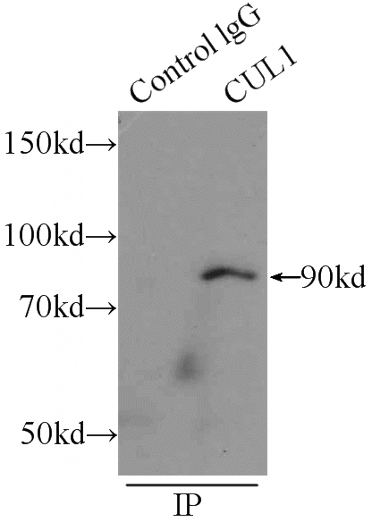 IP Result of anti-CUL1 (IP:Catalog No:109741, 3ug; Detection:Catalog No:109741 1:300) with HeLa cells lysate 2000ug.