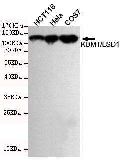 Western blot detection of KDM1/LSD1 in Hela,HCT116 and COS7 cell lysates using KDM1/LSD1 mouse mAb (1:1000 diluted).Predicted band size:110KDa.Observed band size:110KDa.