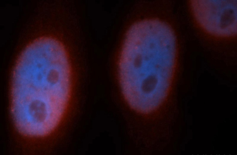 Immunofluorescent analysis of Hela cells, using SNRPB2 antibody Catalog No:115459 at 1:50 dilution and Rhodamine-labeled goat anti-rabbit IgG (red). Blue pseudocolor = DAPI (fluorescent DNA dye).