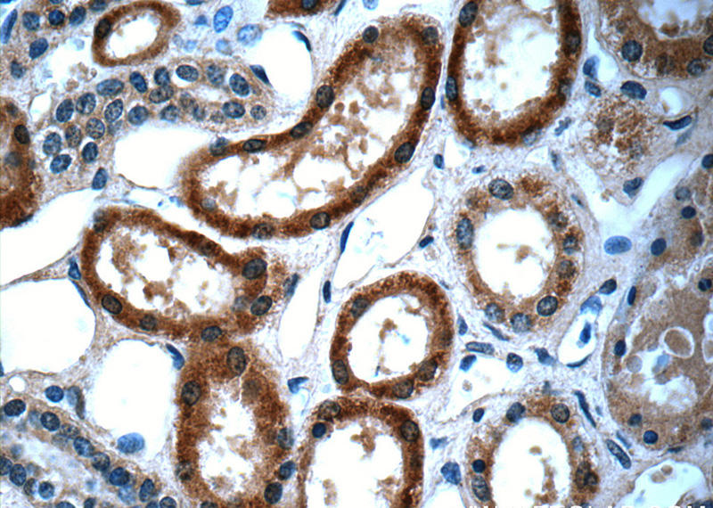 Immunohistochemistry of paraffin-embedded human kidney tissue slide using Catalog No:107577(GLA Antibody) at dilution of 1:50 (under 40x lens)