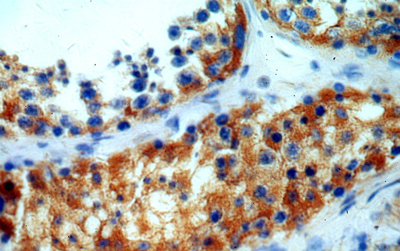Immunohistochemical of paraffin-embedded human testis using Catalog No:114198(PRKAR2B antibody) at dilution of 1:100 (under 40x lens)