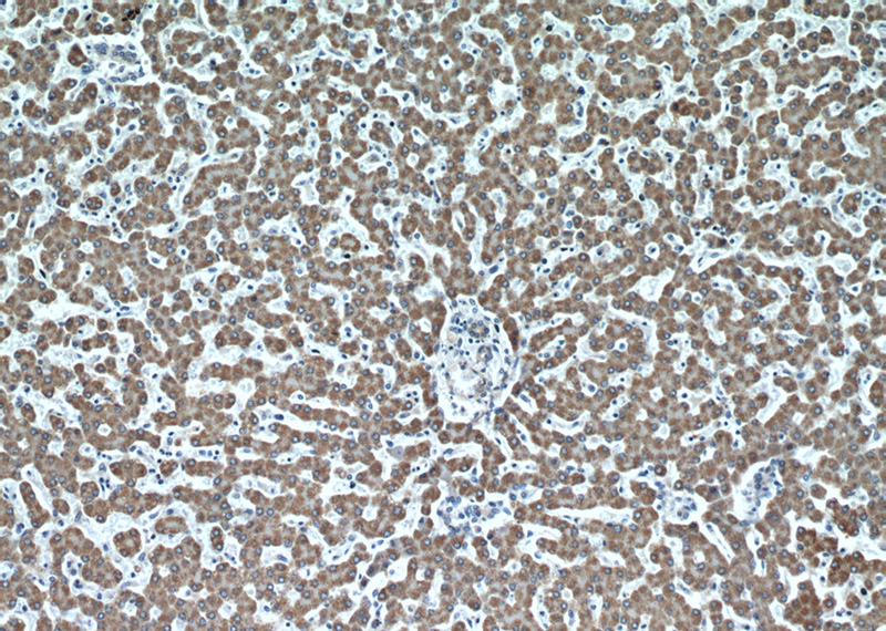 Immunohistochemical of paraffin-embedded human liver using Catalog No:109198(CFHR3 antibody) at dilution of 1:50 (under 10x lens)