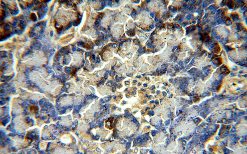 Immunohistochemical of paraffin-embedded human pancreas using Catalog No:115297(SLC10A3 antibody) at dilution of 1:50 (under 40x lens)