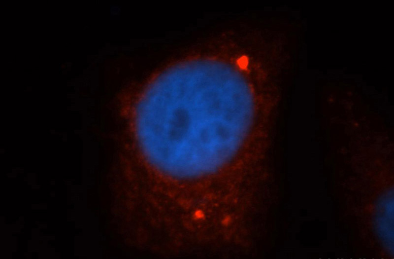 Immunofluorescent analysis of HepG2 cells, using ARID3A antibody Catalog No:108191 at 1:50 dilution and Rhodamine-labeled goat anti-rabbit IgG (red). Blue pseudocolor = DAPI (fluorescent DNA dye).
