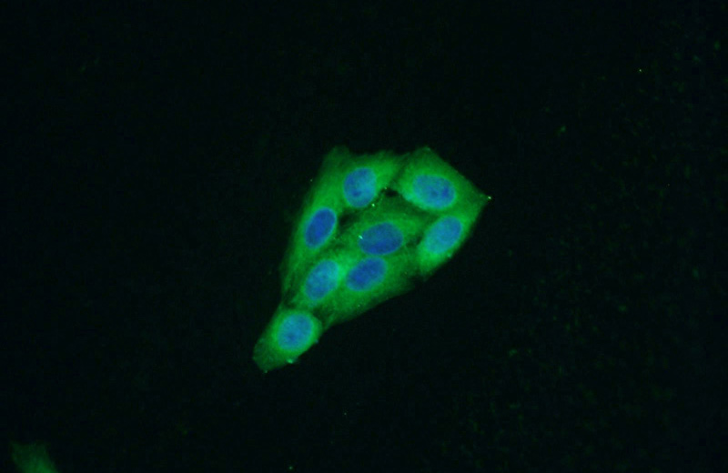 Immunofluorescent analysis of HeLa cells using Catalog No:112560(MCP1 Antibody) at dilution of 1:50 and Alexa Fluor 488-congugated AffiniPure Goat Anti-Rabbit IgG(H+L)