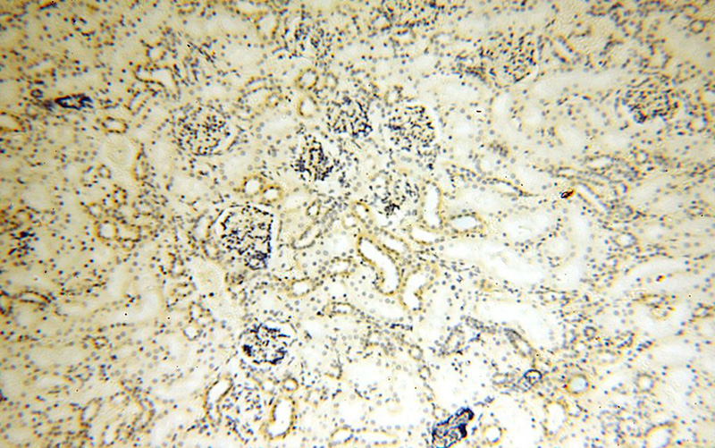 Immunohistochemical of paraffin-embedded human kidney using Catalog No:112834(MRPL52 antibody) at dilution of 1:50 (under 10x lens)