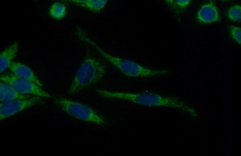 Immunofluorescent analysis of (10% Formaldehyde) fixed HeLa cells using Catalog No:111891(JNK Antibody) at dilution of 1:50 and Alexa Fluor 488-congugated AffiniPure Goat Anti-Rabbit IgG(H+L)