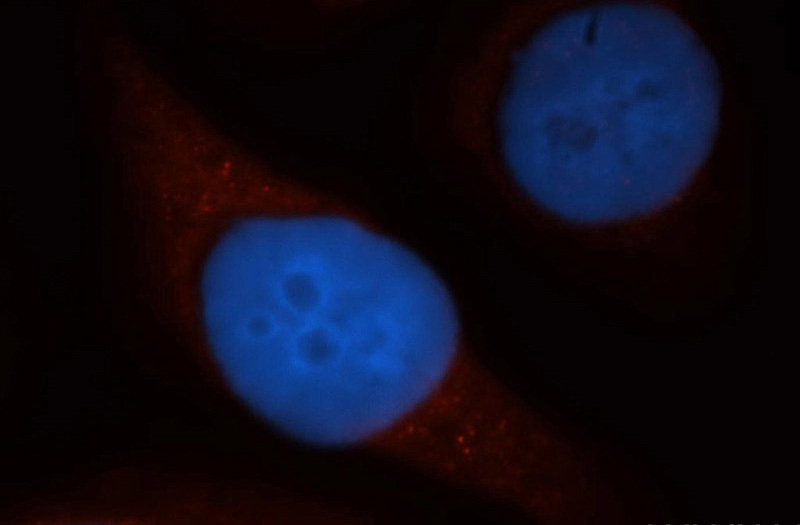 Immunofluorescent analysis of Hela cells, using DAPP1 antibody Catalog No:109864 at 1:50 dilution and Rhodamine-labeled goat anti-rabbit IgG (red). Blue pseudocolor = DAPI (fluorescent DNA dye).