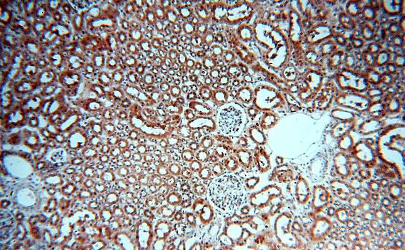 Immunohistochemical of paraffin-embedded human kidney using Catalog No:115392(SMN2 antibody) at dilution of 1:100 (under 10x lens)