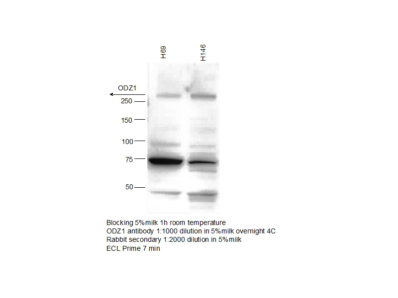 WB result of anti-ODZ1(Catalog No:113329) with two cell lines by Dr. Petrini, Iacopo. Refer to Barretina J, et al Nature 2012.