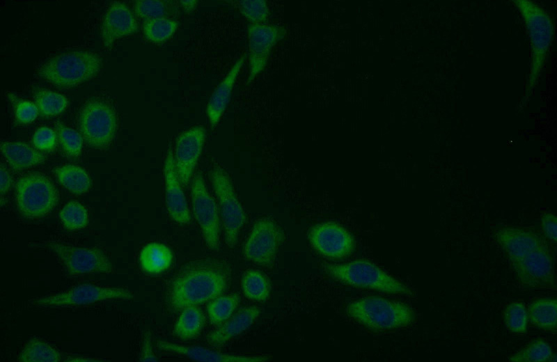 Immunofluorescent analysis of PC-3 cells using Catalog No:114372(PSMA1 Antibody) at dilution of 1:25 and Alexa Fluor 488-congugated AffiniPure Goat Anti-Rabbit IgG(H+L)