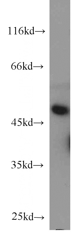 L02 cells were subjected to SDS PAGE followed by western blot with Catalog No:107508(RNH1 antibody) at dilution of 1:500