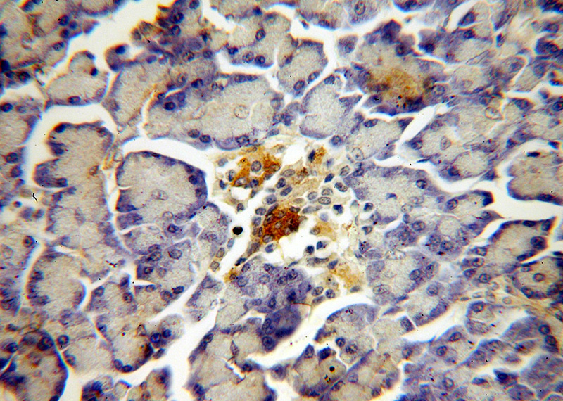 Immunohistochemical of paraffin-embedded human pancreas using Catalog No:113091(NECAB3 antibody) at dilution of 1:100 (under 40x lens)