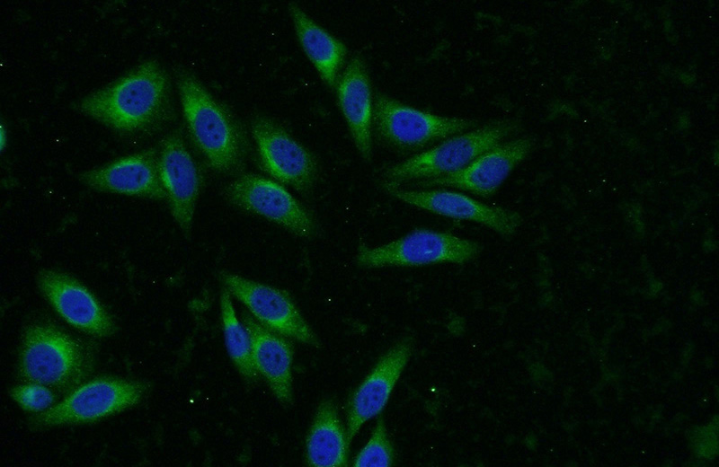 Immunofluorescent analysis of HepG2 cells using Catalog No:115756(SYAP1 Antibody) at dilution of 1:50 and Alexa Fluor 488-congugated AffiniPure Goat Anti-Rabbit IgG(H+L)
