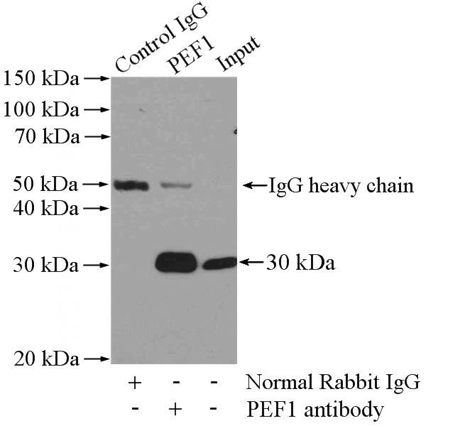 IP Result of anti-PEF1 (IP:Catalog No:113648, 4ug; Detection:Catalog No:113648 1:500) with HEK-293 cells lysate 3200ug.