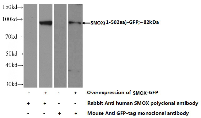 Transfected HEK-293 cells were subjected to SDS PAGE followed by western blot with Catalog No:115398(SMOX Antibody) at dilution of 1:1000