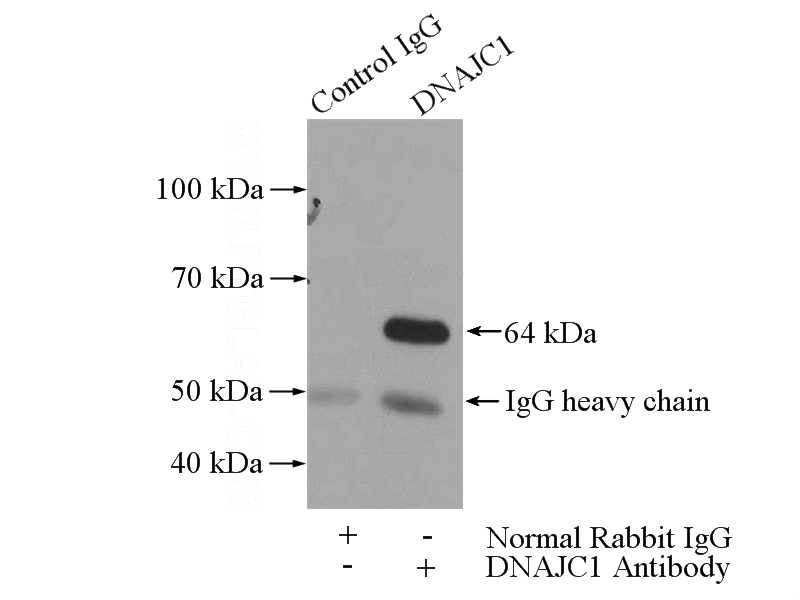 IP Result of anti-DNAJC1 (IP:Catalog No:110101, 3ug; Detection:Catalog No:110101 1:300) with Raji cells lysate 2000ug.