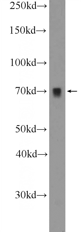 NIH/3T3 cells were subjected to SDS PAGE followed by western blot with Catalog No:108379(BCAS1 Antibody) at dilution of 1:300