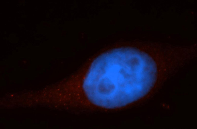 Immunofluorescent analysis of HepG2 cells, using CASP10 antibody Catalog No:108871 at 1:50 dilution and Rhodamine-labeled goat anti-rabbit IgG (red). Blue pseudocolor = DAPI (fluorescent DNA dye).