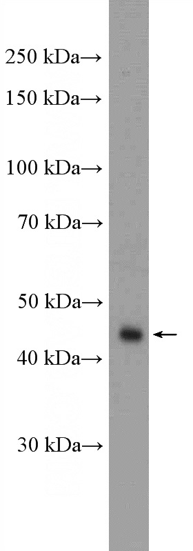 HeLa cells were subjected to SDS PAGE followed by western blot with Catalog No:114555(RBMS1 Antibody) at dilution of 1:1000