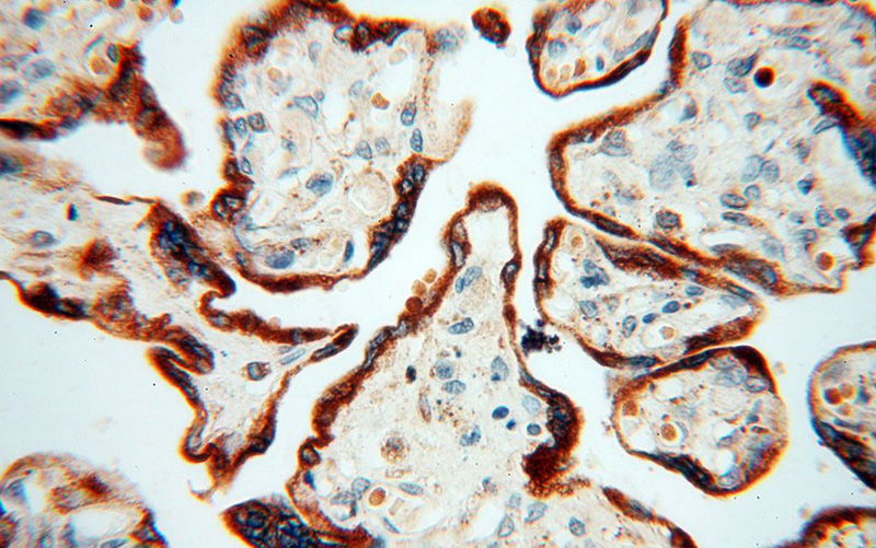Immunohistochemical of paraffin-embedded human placenta using Catalog No:108911(CALU antibody) at dilution of 1:50 (under 40x lens)