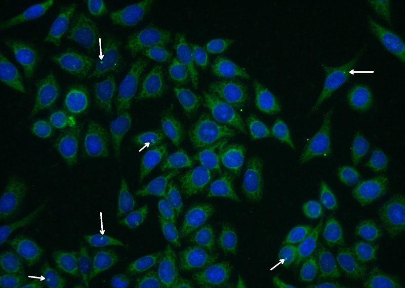Immunofluorescent analysis of (-20oc Ethanol) fixed HeLa cells using Catalog No:109179(CEP290 Antibody) at dilution of 1:50 and Alexa Fluor 488-congugated AffiniPure Goat Anti-Rabbit IgG(H+L)