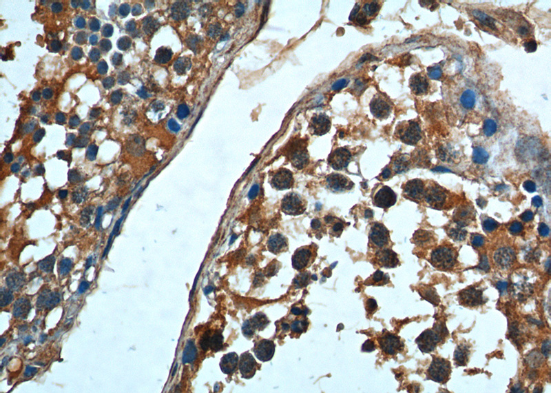 Immunohistochemistry of paraffin-embedded human testis tissue slide using Catalog No:107269(HSPA2 Antibody) at dilution of 1:200 (under 40x lens).