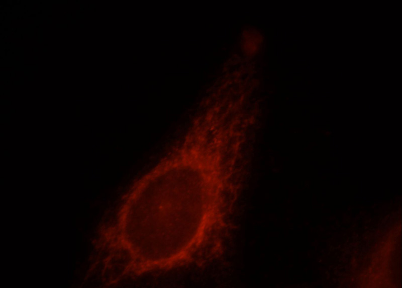 Immunofluorescent analysis of HepG2 cells, using MRPL28 antibody Catalog No:112821 at 1:25 dilution and Rhodamine-labeled goat anti-rabbit IgG (red).