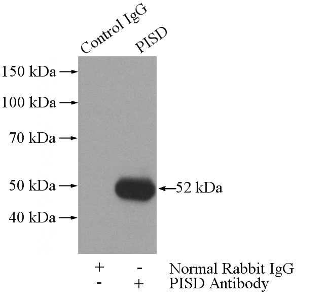IP Result of anti-PISD (IP:Catalog No:113835, 3ug; Detection:Catalog No:113835 1:500) with L02 cells lysate 1400ug.