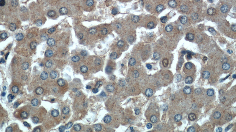 Immunohistochemical of paraffin-embedded human liver using Catalog No:110954(GFRA2 antibody) at dilution of 1:50 (under 40x lens)