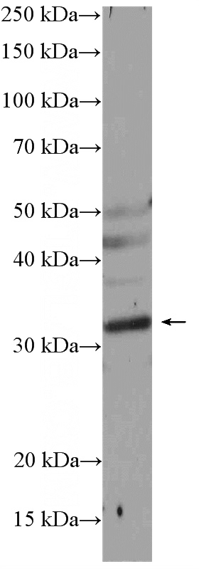 mouse brain tissue were subjected to SDS PAGE followed by western blot with Catalog No:113447(NUS1 Antibody) at dilution of 1:800