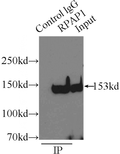 IP Result of anti-RPAP1 (IP:Catalog No:114797, 3ug; Detection:Catalog No:114797 1:800) with HeLa cells lysate 3000ug.