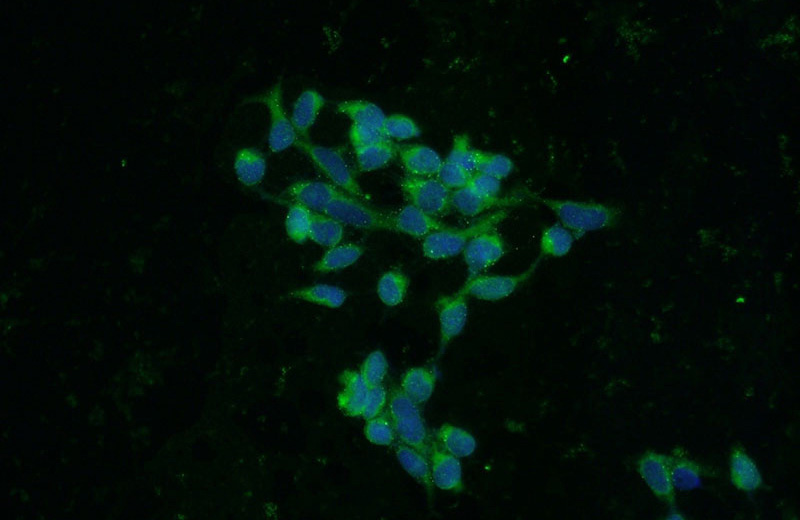 Immunofluorescent analysis of HEK-293 cells using Catalog No:114564(RBP7 Antibody) at dilution of 1:50 and Alexa Fluor 488-congugated AffiniPure Goat Anti-Rabbit IgG(H+L)