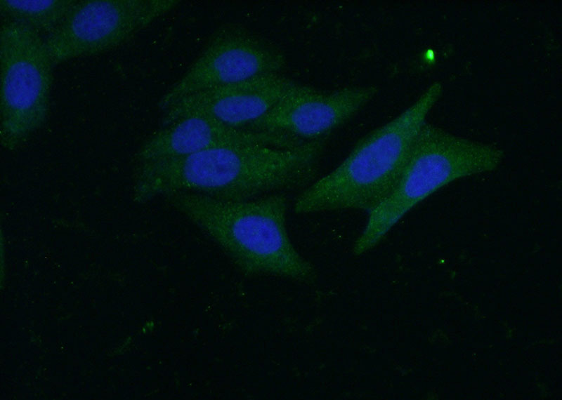 Immunofluorescent analysis of (-20oc Ethanol) fixed HepG2 cells using Catalog No:109812(CK7-specific Antibody) at dilution of 1:50 and Alexa Fluor 488-congugated AffiniPure Goat Anti-Rabbit IgG(H+L)