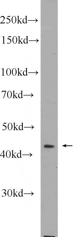 mouse embryo tissue were subjected to SDS PAGE followed by western blot with Catalog No:115513(SOX17 Antibody) at dilution of 1:600