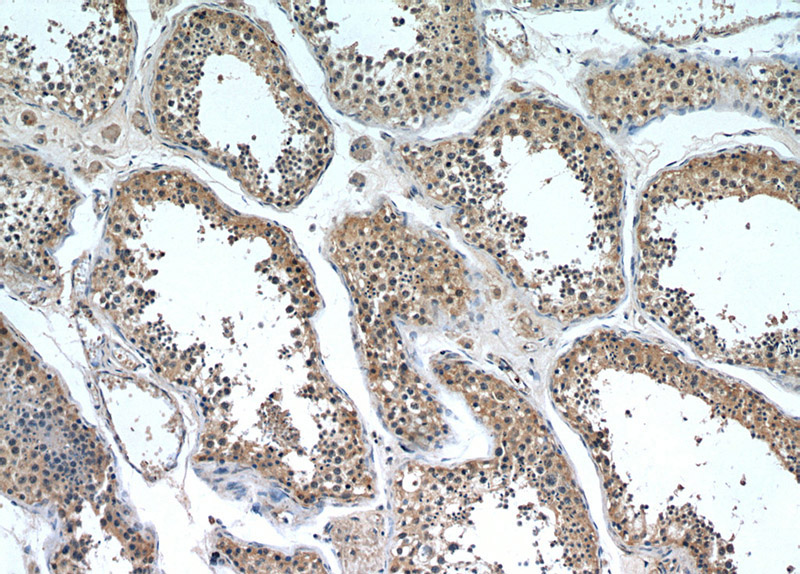 Immunohistochemical of paraffin-embedded human testis using Catalog No:117164(ZNF346 antibody) at dilution of 1:100 (under 10x lens)