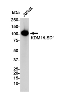 Western blot detection of KDM1/LSD1 in Jurkat cell lysates using KDM1/LSD1 Rabbit pAb(1:1000 diluted).Predicted band size:93KDa.Observed band size:110KDa.