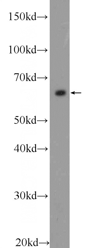NIH/3T3 cells were subjected to SDS PAGE followed by western blot with Catalog No:110682(FKBP9 Antibody) at dilution of 1:600