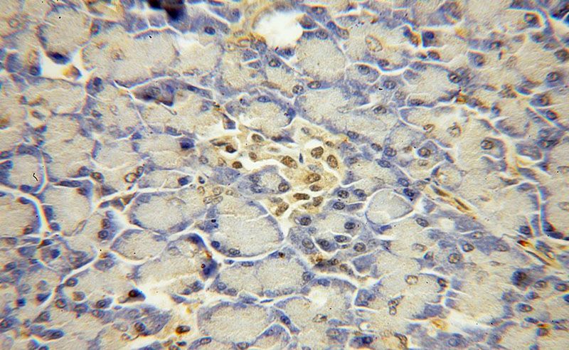 Immunohistochemical of paraffin-embedded human pancreas using Catalog No:116605(USP32 antibody) at dilution of 1:100 (under 40x lens)