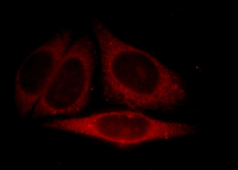 Immunofluorescent analysis of HepG2 cells, using C19orf10 antibody Catalog No:112921 at 1:25 dilution and Rhodamine-labeled goat anti-rabbit IgG (red).