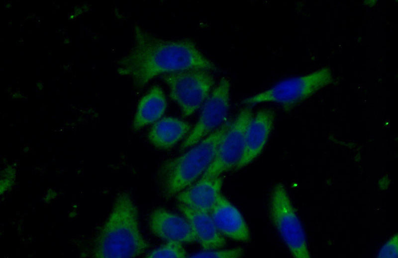 Immunofluorescent analysis of (-20oc Ethanol) fixed HeLa cells using Catalog No:107555(A1BG Antibody) at dilution of 1:100 and Alexa Fluor 488-congugated AffiniPure Goat Anti-Mouse IgG(H+L)