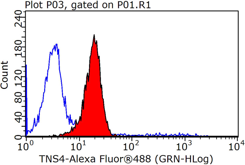 1X10^6 HepG2 cells were stained with .2ug TNS4 antibody (Catalog No:116161, red) and control antibody (blue). Fixed with 90% MeOH blocked with 3% BSA (30 min). Alexa Fluor 488-congugated AffiniPure Goat Anti-Rabbit IgG(H+L) with dilution 1:1000.