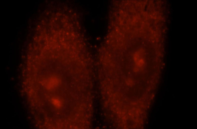 Immunofluorescent analysis of HepG2 cells, using NXN antibody Catalog No:113454 at 1:25 dilution and Rhodamine-labeled goat anti-rabbit IgG (red).