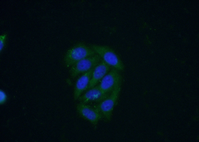 Immunofluorescent analysis of (-20oc Ethanol) fixed HeLa cells using Catalog No:117196(BMP2 Antibody) at dilution of 1:50 and Alexa Fluor 488-congugated AffiniPure Goat Anti-Rabbit IgG(H+L)