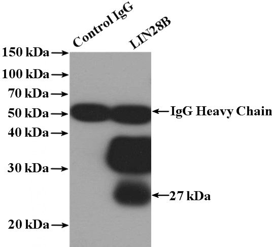 IP Result of anti-LIN28B (IP:Catalog No:112233, 4ug; Detection:Catalog No:112233 1:500) with HEK-293 cells lysate 1480ug.