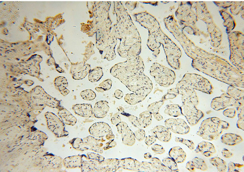 Immunohistochemical of paraffin-embedded human placenta using Catalog No:114078(PPA2 antibody) at dilution of 1:100 (under 10x lens)