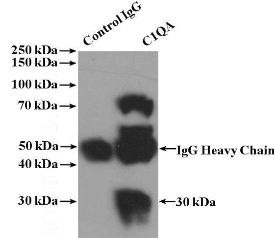IP Result of anti-C1QA (IP:Catalog No:108685, 4ug; Detection:Catalog No:108685 1:300) with mouse liver tissue lysate 4000ug.